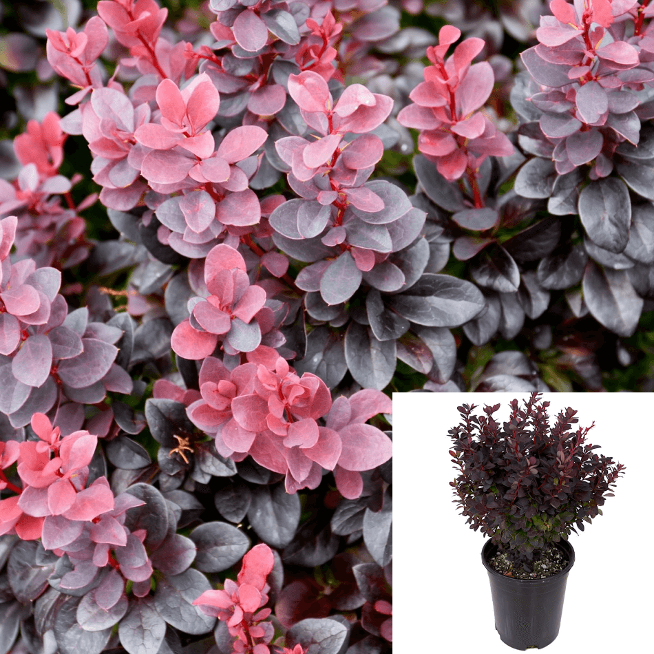 Berberis Concorde 1Gallon Japanese Barberry Plant Pink Shrubs Live Pla ...