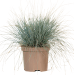 Festuca Elijah Blue Plant 4Inches Plant Ornamental Blue Grass Live Plant Best