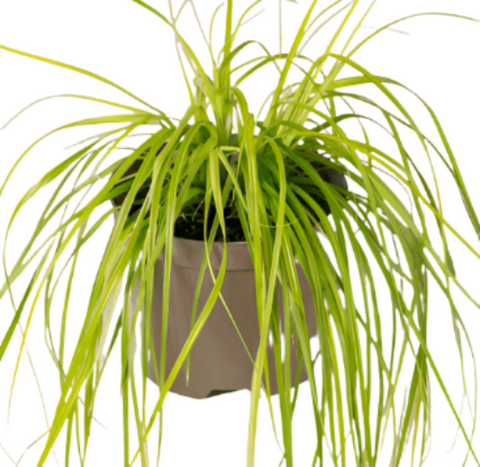 Carex Oshimensis Everillo 1Gallon Pot Lime Japanese Sedge Plant Grass Outdoor Live Plant Ht7