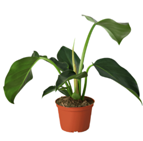 Green Congo Philodendron Plant 6Inches Pot Philodendron Green Congo Plant Larger Than Rojo Congo. This Philodendron Rema
