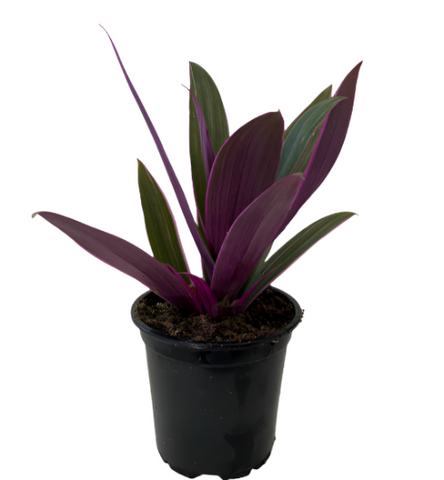 Tradescantia Spathacea Dwarf Boat Lily Cradle Moss Rhoeo Discolor Purple 4Inches 4Inches Pot Premium Hanging Ground ht7
