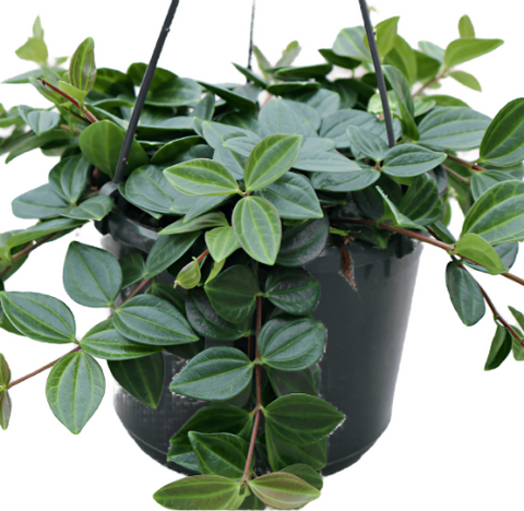 Peperomia Angulata Funky Frog Plant 6Inches Pot Peperomia Quadrangularis Angulata Live Plant Ht7
