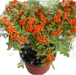 Pyracantha K Santa Cruz 5Gallon Cushion Firethorn Column Orange Red Berries Hedge Live Plant Fr7