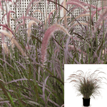 Pennisetum Little Red 1Gallon Fountain Grass Purple Fountai Live Plant Fr7