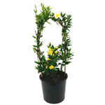 Gelsemium Sempervirens 1Gallon Drift Staked Carolina Yellow Jasmine Full Live Plant Fr7