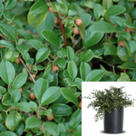 Cotoneaster Coral Beauty 1Gallon Red Fruit Brown Stem Ground Cover Live Plant