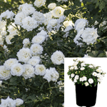 Rosa Drift White 1Gallon Rose Plant Groundcover Roses Live Plant Fr7