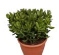 Crassula Jade 4Inches Pot Succulents Plant Miniature Pine Tree Crassula Tetragon Ht7 Best