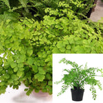 Fern Maid 5Inches Pot Plant Adiantum Maidenhair Raddianum Live Plant Best Ht7