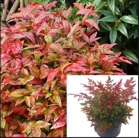 Nandina Compacta 5Gallon Dwarf Heavenly Bamboo Privacy Red Sacred Live Plant Fr7