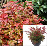 Nandina Compacta Plant Dwarf Heavenly Bamboo Privacy Red 1Gallon Sacred Live Plant