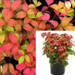 Nandina Fire Power 1Gallon Heavenly Bamboo Privacy Red Plant Domestica Live Plant Fr7