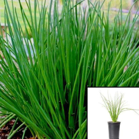 Chives Herb He Chinese 4Inches Pot Plant Allium Tuberosum Garlic