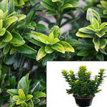 Euonymus F Colorata 1Gallon Purple Leaf Wintercreeper Hofr7 Japanese Perennial Evergr Live Plant