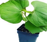 Susu Chayote Plant Sechium Edule 4Inches Pot Plant Mirliton Pipinola Choko Live Plant ht7 SHIP IN april