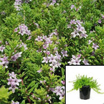 Myoporum Pink 4Inches Pot Boobialla Plant Myoporum Parvifolium Pink Creeping Boo Ht7