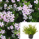 Coleonema Pulchrum 1Gallon Plant Dwarf Pink Breath Of Heaven 1Gallon + Live Plant Mr7 Fr7