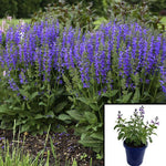 Salvia May Night 1 Gallon  Blue Flower  Bushes  Perennial  Out Door Live Plant Fr7
