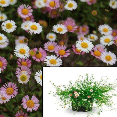 Erigeron Karvinskianus Pink White Plant Pot Mexican Fleabane 1 Gallon Perennial Outdoor Live Plant Ht7