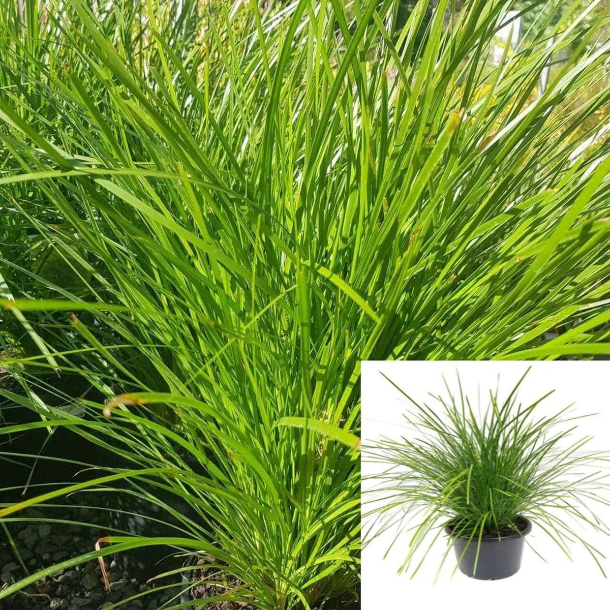 Lomandra Confer Lime Tight 1Gallon Lomandra Longifolia Neon Lime Tuff ...