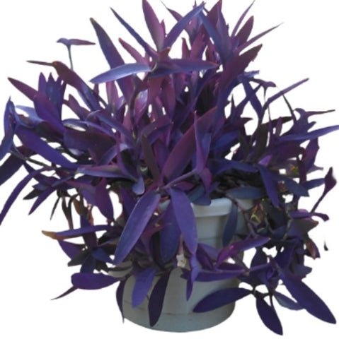 Tradescantia Pallida 6Inches Plant Purple Heart Mosses Wandering Jew Live Plant Ht7 Best