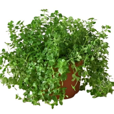 Baby Tears Plant 4inches Pot Green Soleirolia Soleirolii Plant Angels Tears Live Plant Ht7 Best