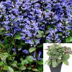 Ajuga Carpet Bugleweed Plant Blue Ajuga Catlins Giant 1Gallon Live Plant Onsale Best Ht7 Best