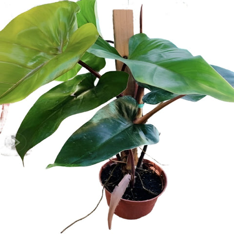Hastatum Philodendron Plant 6Inches Pot Silver Sword Philodendron Houseplant Plant Ht7 Best