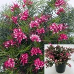 Grevillea Lang Coastal Gem 5Gallon Grevillea Spider Flower Silky Live Plant