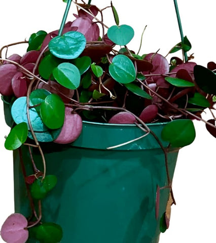 Peperomia Ruby Cascade Plant 4Inches Ruby Cascade Peperomia hanging vine climb Live PlantHt7
