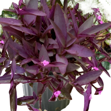 Setcreasea Purple Heart Plant Tradescantia Pallida Purple 1 Gallon House Live Plant Succulent Drought Tolerant Ht7 Best