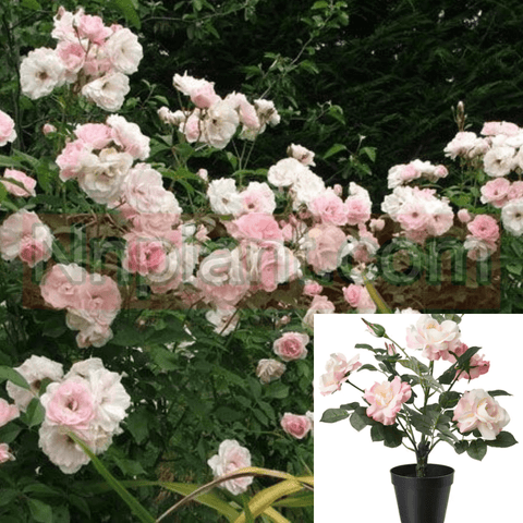 Rosa Iceberg Pink 2 Gallon Rosa Iceberg Pink Floribunda Rose Korbin Des Nei Live Plant